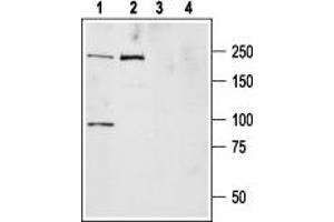 Western blot analysis of ND7/23 cell lysate (lanes 1,3) and rat brain membranes (lanes 2,4): - 1,2. (SCN9A anticorps  (Intracellular))