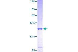 Image no. 1 for Fucosyltransferase 10 (Alpha (1,3) Fucosyltransferase) (FUT10) (AA 1-92) protein (GST tag) (ABIN1354523)