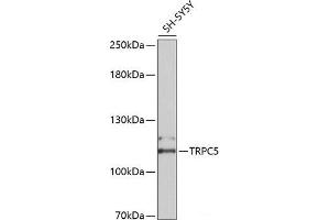 Western blot analysis of extracts of SH-SY5Y cells using TRPC5 Polyclonal Antibody at dilution of 1:2000. (TRPC5 anticorps)