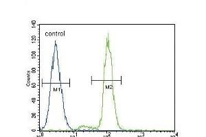 FER Antibody (C-term) (ABIN392094 and ABIN2841847) flow cytometric analysis of A549 cells (right histogram) compared to a negative control cell (left histogram).