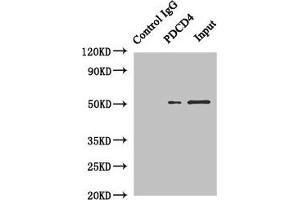 Immunoprecipitating PDCD4 in Hela whole cell lysate Lane 1: Rabbit control IgG instead of (1 μg) instead of ABIN7164693 in Hela whole cell lysate. (PDCD4 anticorps  (AA 1-260))