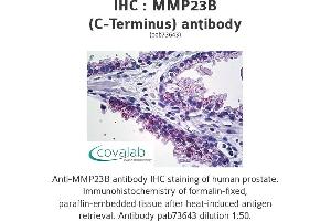 Image no. 1 for anti-Matrix Metallopeptidase 23B (MMP23B) (C-Term) antibody (ABIN1737028)