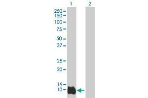Western Blot analysis of LY6D expression in transfected 293T cell line by LY6D MaxPab polyclonal antibody. (LY6D anticorps  (AA 21-128))