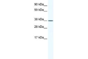 WB Suggested Anti-KLF2 Antibody Titration:  2. (KLF2 anticorps  (Middle Region))