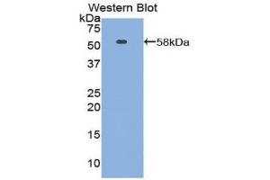 Western Blotting (WB) image for anti-Netrin 1 (NTN1) (AA 313-565) antibody (ABIN3205994) (Netrin 1 anticorps  (AA 313-565))
