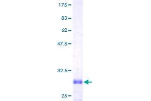 Image no. 1 for Phospholipase A2, Group IB (PLA2G1B) (AA 17-70) protein (GST tag) (ABIN1315279)