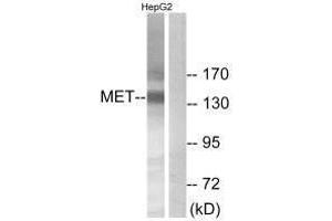 Western blot analysis of extracts from HepG2 cells, using Met (Ab-1234) antibody. (c-MET anticorps  (Tyr1234))