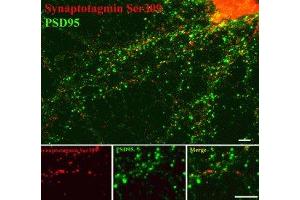 Immunostaining of 14 DIV rat cortical neurons showing synaptotagmin when phosphorylated at Thr202 in red and PSD95 in green. (SYT1 anticorps  (pSer309))