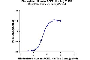 Immobilized SARS-COV-2 S1,His Tag at 2 μg/mL (100 μL/Well).