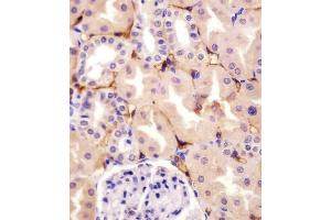 A staining CD73 (NT5E) in human kidney tissue sections by Immunohistochemistry (IHC-P - paraformaldehyde-fixed, paraffin-embedded sections). (CD73 anticorps)