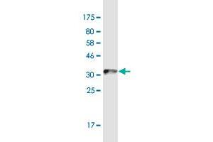 Western Blot detection against Immunogen (36.