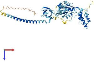 AlphaFold protein structure predicition of Mouse Recombinant Psmc4 Protein, UniprotID P54775