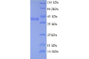 SDS-PAGE (SDS) image for Thioredoxin Domain Containing 17 (TXNDC17) (AA 1-123), (full length) protein (GST tag) (ABIN5710573)
