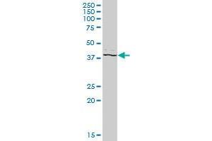 PSTPIP2 MaxPab polyclonal antibody.
