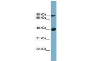 Image no. 1 for anti-Patatin-Like phospholipase Domain Containing 8 (PNPLA8) (AA 359-408) antibody (ABIN6741934) (PNPLA8 anticorps  (AA 359-408))