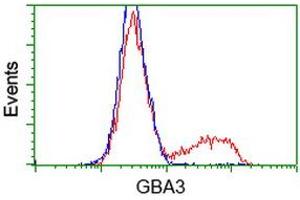 Flow Cytometry (FACS) image for anti-Glucosidase, Beta, Acid 3 (Cytosolic) (GBA3) (AA 1-150), (AA 370-469) antibody (ABIN1490584)