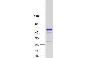 Validation with Western Blot (Fam53a Protein (Myc-DYKDDDDK Tag))