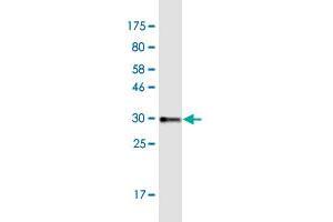 Western Blot detection against Immunogen (33.