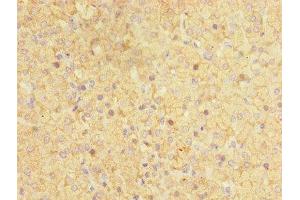 Immunohistochemistry of paraffin-embedded human adrenal gland tissue using ABIN7170749 at dilution of 1:100