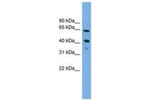 ATP8B2 antibody  (N-Term)