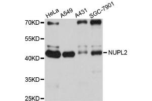 Western blot analysis of extracts of various cell lines, using NUPL2 antibody (ABIN4904603) at 1:1000 dilution. (NUPL2 anticorps)