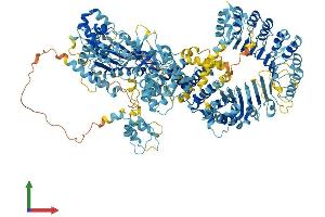 AlphaFold protein structure predicition of Human Recombinant NAIP Protein, UniprotID Q13075