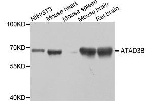 Western blot analysis of extracts of various cell lines, using ATAD3B antibody (ABIN5974542) at 1/1000 dilution. (ATAD3B anticorps)