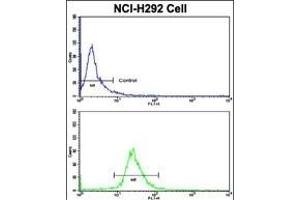 Flow cytometric analysis of NCI- cells using KIF3C Antibody (C-term)(bottom histogram) compared to a negative control cell (top histogram). (KIF3C anticorps  (C-Term))