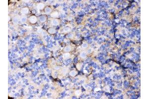 EAAT1 was detected in paraffin-embedded sections of mouse cerebellum tissues using rabbit anti- EAAT1 Antigen Affinity purified polyclonal antibody (Catalog # ) at 1 µg/mL.