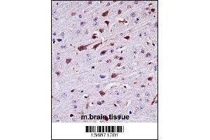 Mouse Ptk2b Antibody immunohistochemistry analysis in formalin fixed and paraffin embedded mouse brain tissue followed by peroxidase conjugation of the secondary antibody and DAB staining. (PTK2B anticorps  (AA 672-701))