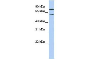 Western Blotting (WB) image for anti-Chromosome 10 Open Reading Frame 2 (C10ORF2) antibody (ABIN2458246) (C10orf2 anticorps)