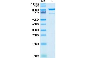 Human CD73 on Tris-Bis PAGE under reduced condition. (CD73 Protein (AA 27-547) (Fc Tag))