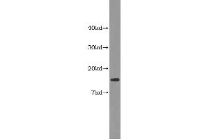 Western Blotting (WB) image for Fatty Acid Binding Protein 2, Intestinal (FABP2) ELISA Kit (ABIN1115695) (FABP2 Kit ELISA)