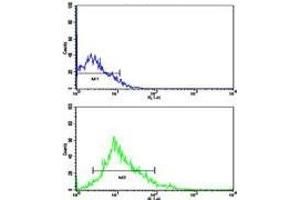 Flow cytometric analysis of HL-60 cells using LIN28B antibody (green)