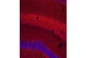Indirect immunostaining of PFA fixed mouse hippocampus section (dilution 1 : 500; red). (TUBB3 anticorps)