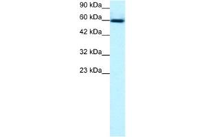 WB Suggested Anti-GABPA Antibody Titration:  0. (GABPA anticorps  (C-Term))