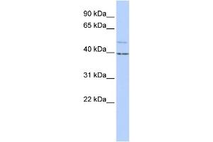 WB Suggested Anti-KCNK9 Antibody Titration:  1 ug/ml  Positive Control:  HepG2 cell lysate (KCNK9 anticorps  (N-Term))