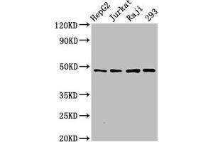 Western Blot Positive WB detected in: HepG2 whole cell lysate, Jurkat whole cell lysate, Raji whole cell lysate, 293 whole cell lysate All lanes: EIF4A2 antibody at 3 μg/mL Secondary Goat polyclonal to rabbit IgG at 1/50000 dilution Predicted band size: 47 kDa Observed band size: 47 kDa