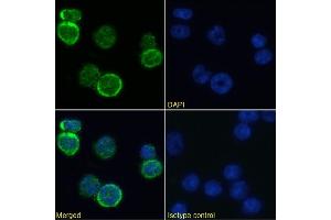 Immunofluorescence staining of mouse splenocytes using anti-MHC I antibody  R1-9. (Recombinant MHC, Class I anticorps)
