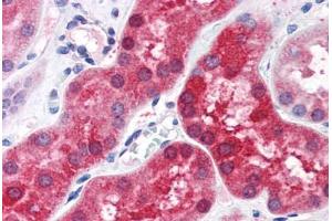 Human Kidney (formalin-fixed, paraffin-embedded) stained with ABHD4 antibody ABIN351489 at 3. (ABHD4 anticorps  (AA 177-187))