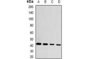 Western blot analysis of GDAP1 expression in MCF7 (A), HepG2 (B), mouse brain (C), rat brain (D) whole cell lysates. (GDAP1 anticorps)