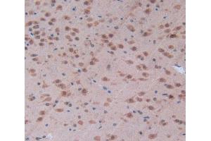 Used in DAB staining on fromalin fixed paraffin- embedded brain tissue (CD28 anticorps  (AA 33-174))