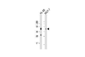 All lanes : Anti-CCR10 Antibody (N-term) at 1:1000 dilution Lane 1: HL-60 whole cell lysate Lane 2: MCF-7 whole cell lysate Lysates/proteins at 20 μg per lane. (CCR10 anticorps  (N-Term))