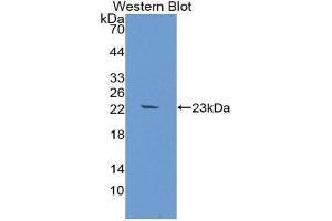 Western Blotting (WB) image for anti-Fibroblast Growth Factor 10 (FGF10) (AA 38-208) antibody (ABIN3205898) (FGF10 anticorps  (AA 38-208))