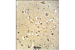 Formalin-fixed and paraffin-embedded human brain tissue reacted with OGT Antibody (C-term), which was peroxidase-conjugated to the secondary antibody, followed by DAB staining. (OGT anticorps  (C-Term))