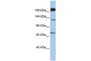 MTR antibody used at 1 ug/ml to detect target protein. (MTR anticorps  (C-Term))