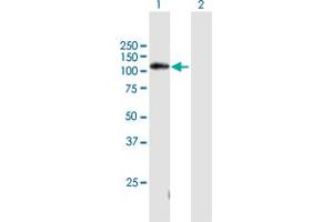 Western Blot analysis of C11orf82 expression in transfected 293T cell line by C11orf82 MaxPab polyclonal antibody.