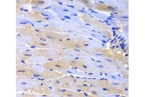 Immunohistochemistry of paraffin-embedded Mouse heart using CUL2 Polyclonal Antibody at dilution of 1:200 (40x lens). (Cullin 2 anticorps)