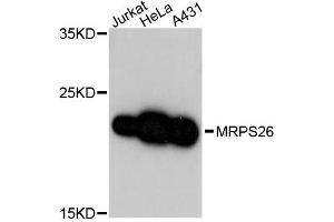 Western blot analysis of extracts of various cell lines, using MRPS26 antibody (ABIN5972848) at 1:3000 dilution. (MRPS26 anticorps)