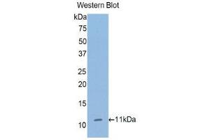 Western Blotting (WB) image for anti-Collagen, Type II, alpha 1 (COL2A1) (AA 1386-1467) antibody (ABIN1858454) (COL2A1 anticorps  (AA 1386-1467))